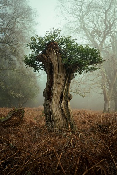 Ancient Bonsai by Lee Cooper