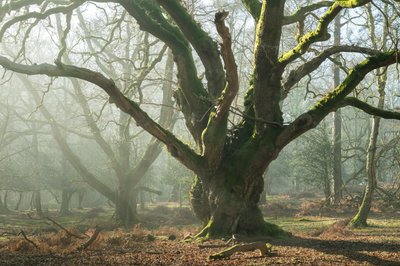 Ancient Brothers by Lee Cooper