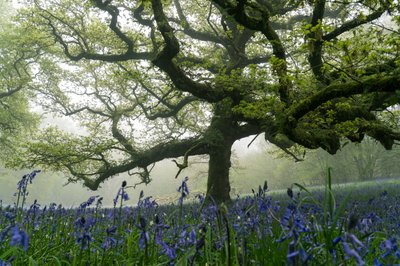 Ancient Greens by Lee Cooper