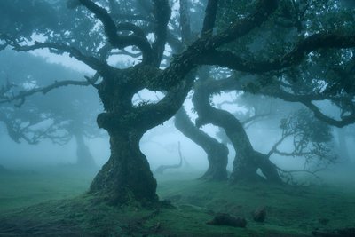 Ancient Order by Lee Cooper