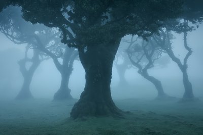 Ancient Order II by Lee Cooper
