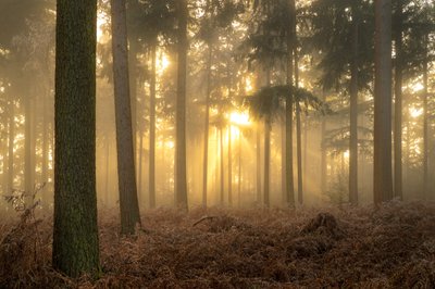 Ashes of Mist by Lee Cooper