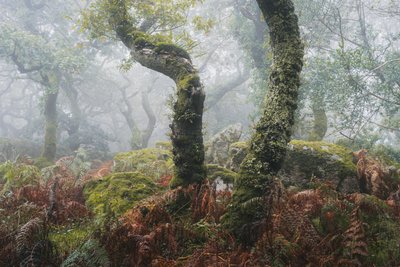 Awakening by Lee Cooper