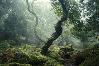 Awakening II by Lee Cooper
