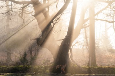 Beautiful Beams by Lee Cooper