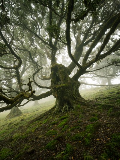 Canopy II by Lee Cooper