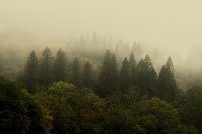 Cloud Forest by Lee Cooper