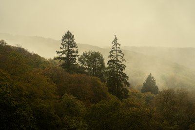 Cloud Forest III by Lee Cooper