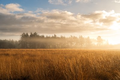 Fallen Light by Lee Cooper