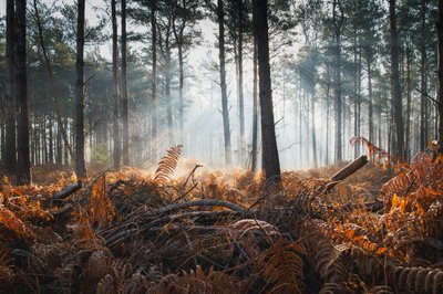 Fern & Fog by Lee Cooper
