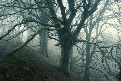 Forest Spider by Lee Cooper