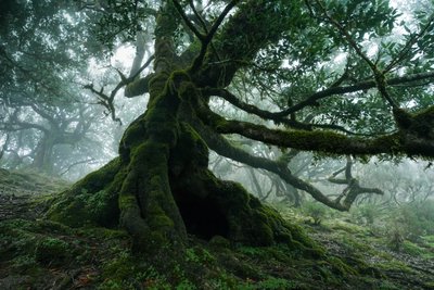 Forgotten Land, 2025 by Lee Cooper