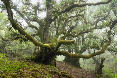 Forgotten Land III by Lee Cooper