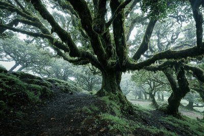 Forgotten Land II by Lee Cooper