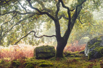 Forgotten Lands by Lee Cooper