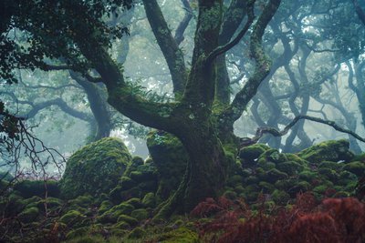 Frosted Light by Lee Cooper