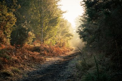 Ghost of the Forest by Lee Cooper