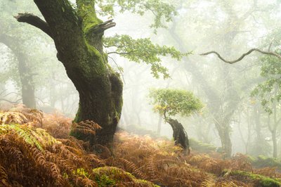 Hollowborn by Lee Cooper