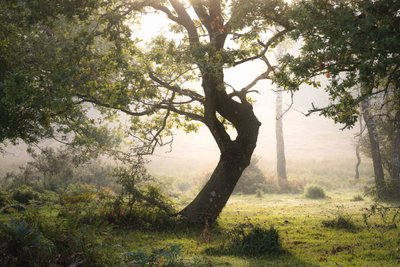 Rainroot, 2023 by Lee Cooper