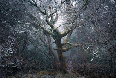 Roots of Time by Lee Cooper