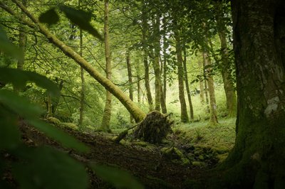 Sentinel Tree, 2024 by Lee Cooper