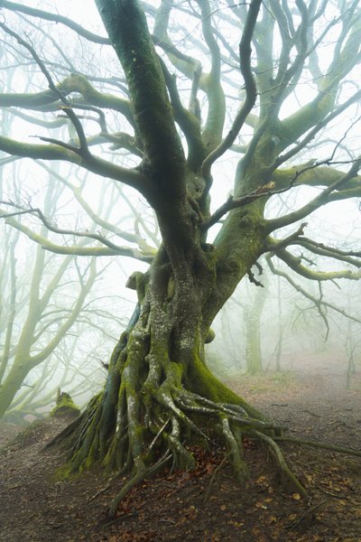Spring Unfolds by Lee Cooper