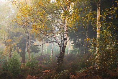 Tales of Madeira by Lee Cooper