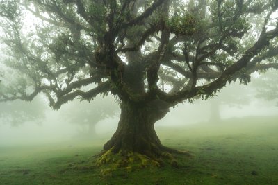 Tales of the Forest, 2025 by Lee Cooper