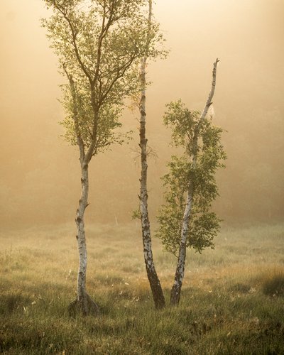 Tales of the Forest IIII by Lee Cooper
