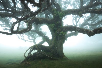 The Forest Remains IIII by Lee Cooper