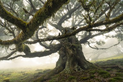 The Forest Remains II by Lee Cooper