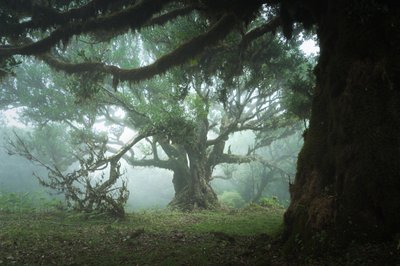 The Gathering Wood by Lee Cooper