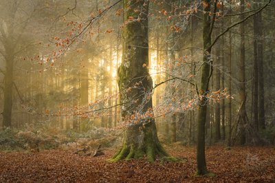 The Hollowing, 2023 by Lee Cooper