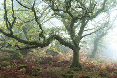 The Old Path by Lee Cooper