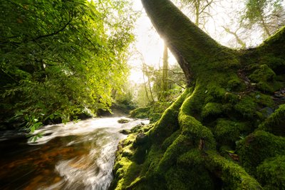 Twilight Grove, 2024 by Lee Cooper