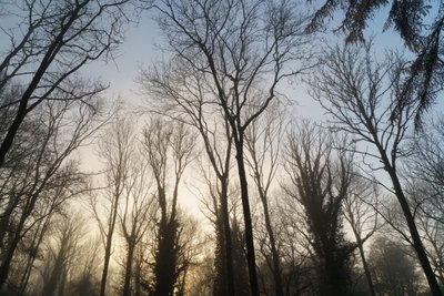 Woodland Reverie, 2023 by Lee Cooper