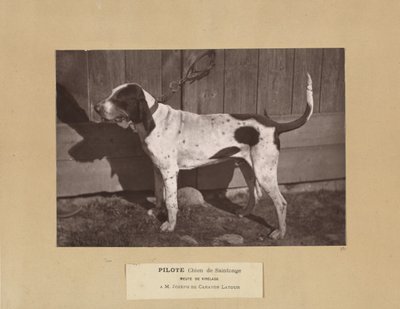 Pilote, Chien de Saintonge, Meute de Virelade, A.M. Joseph de Carayon Latour by Leon Cremiere