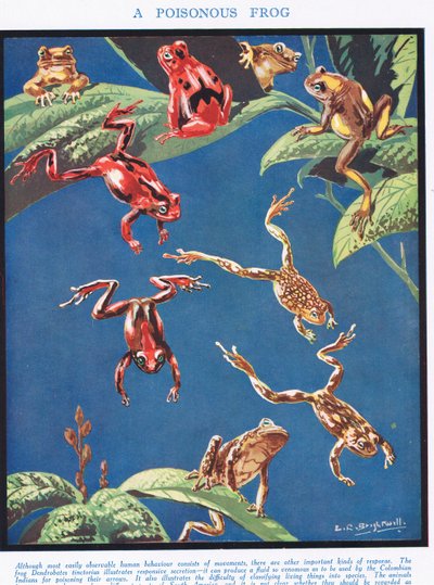 A Poisonous Frog, Illustration from 