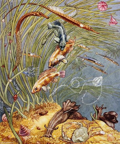 Illustration from 