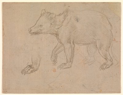 A Bear Walking by Leonardo da Vinci