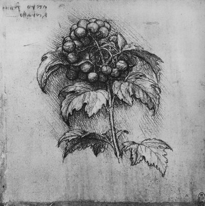 A Spray of a Plant by Leonardo da Vinci