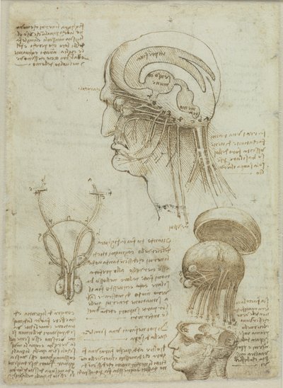A manuscript sheet with anatomical drawings and notes by Leonardo da Vinci