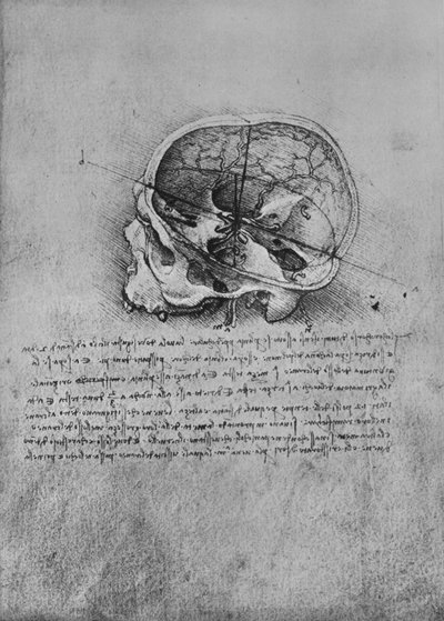 Anatomical Drawing of a Skull to the Left, c1480, 1945 by Leonardo da Vinci