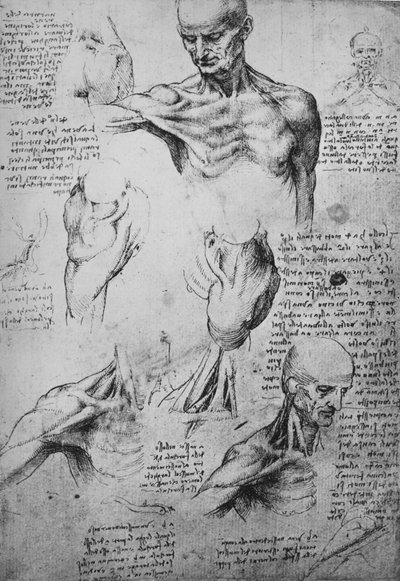Anatomical Drawings of a Man