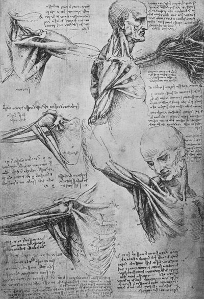 Anatomical Studies of a Man