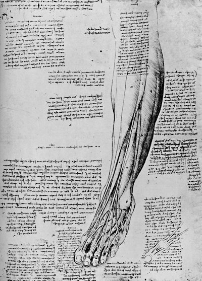 Anatomical Study of Muscles of Foot by Leonardo da Vinci