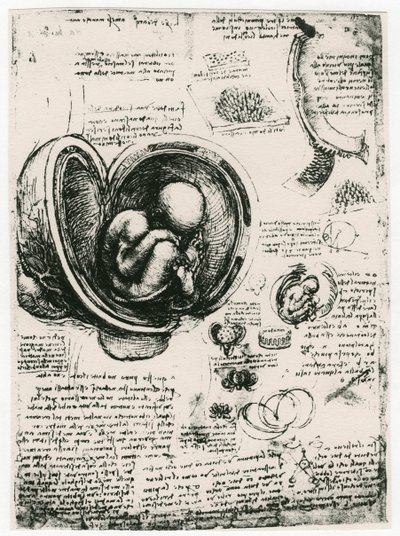 Anatomical Sketch of a Human Foetus in the Womb by Leonardo da Vinci
