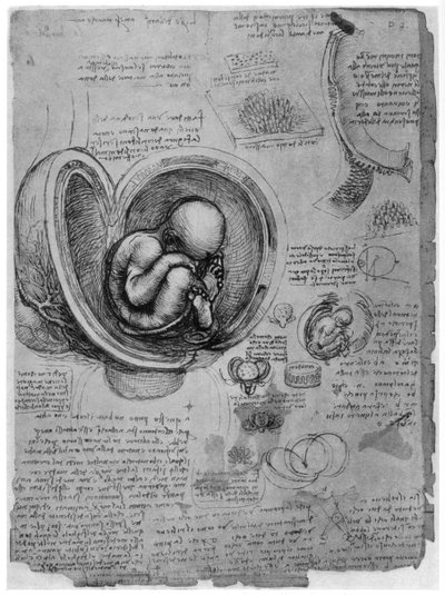 Anatomical Sketch of a Human Foetus in the Womb, c1510 by Leonardo da Vinci