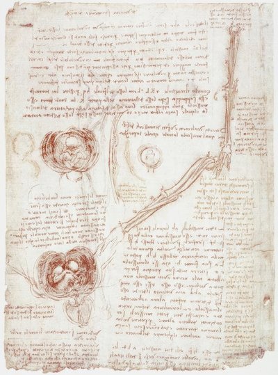 Anatomy Studies: Movement of the Elbow Joint / Fetus in the Uterus by Leonardo da Vinci