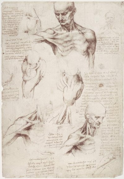 Anatomy Studies: The Surface Muscles of Neck and Shoulder by Leonardo da Vinci